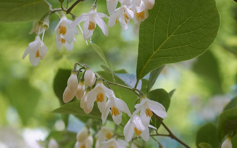 Bigleaf snowbell (Styrax grandifolius) sprays of white bell flowers with yellow stamens beside a broad leaf