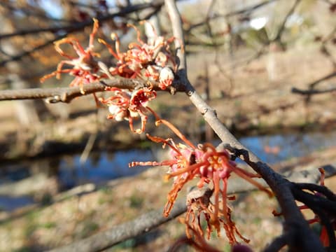 Bigleaf witch hazel (Hamamelis ovalis) red ribbon-like flowers along a bare winter branch