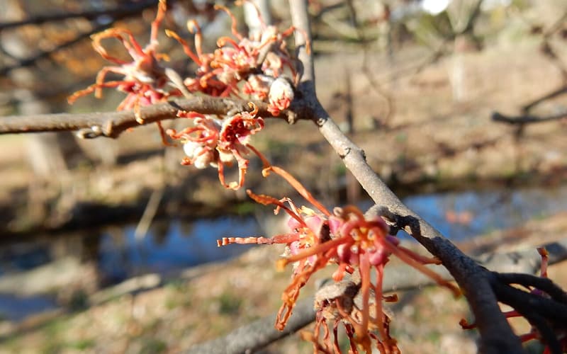 Bigleaf witch hazel (Hamamelis ovalis) red ribbon-like flowers along a bare winter branch