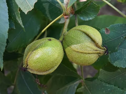 Bitternut hickory (Carya cordiformis) two green nuts with winged husk seams among the leaves