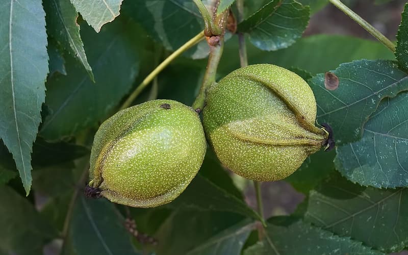Bitternut hickory (Carya cordiformis) two green nuts with winged husk seams among the leaves
