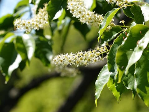 Black cherry (Prunus serotina) glossy toothed leaves and drooping spikes of small white flowers