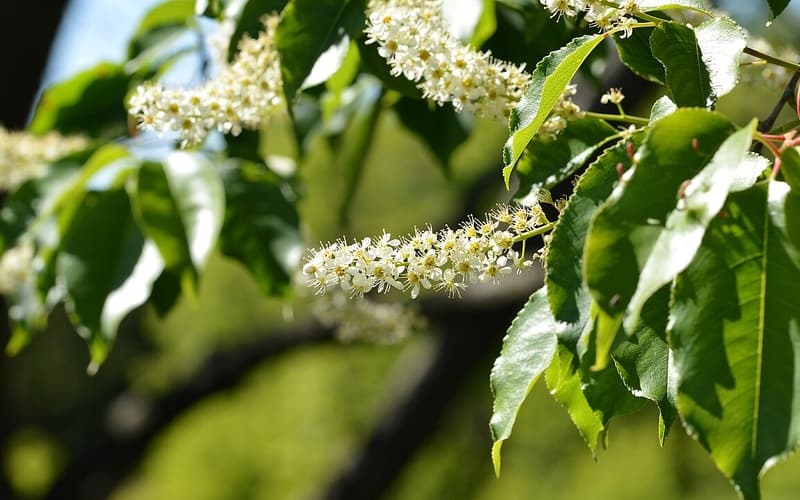 Black cherry (Prunus serotina) glossy toothed leaves and drooping spikes of small white flowers