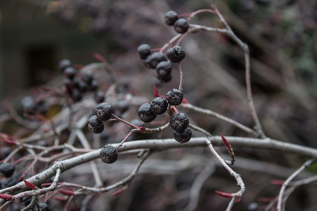 Black Chokeberry (Aronia melanocarpa)