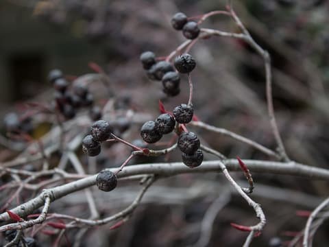 Black chokeberry (Aronia melanocarpa) black fruit on bare twigs in late fall
