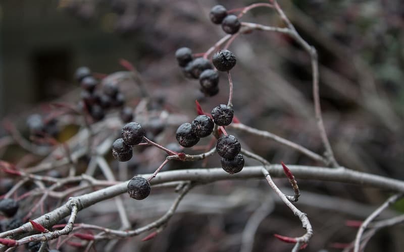 Black chokeberry (Aronia melanocarpa) black fruit on bare twigs in late fall