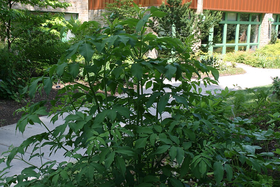 Black Elderberry (Sambucus canadensis)