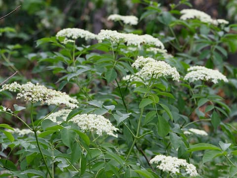 Black Elderberry
