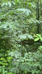 Black elderberry (Sambucus canadensis), a single young green cane in the woods, its compound leaves in opposite pairs