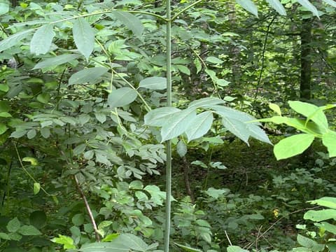 Black Elderberry