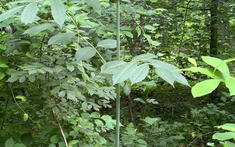 Black elderberry (Sambucus canadensis), a single young green cane in the woods, its compound leaves in opposite pairs