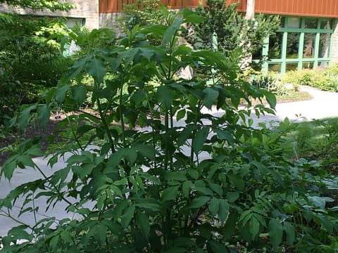 Black elderberry (Sambucus canadensis) shrub in leaf, with its compound leaves, beside a building