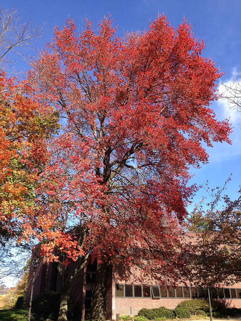 Black Gum (Tupelo) (Nyssa sylvatica)