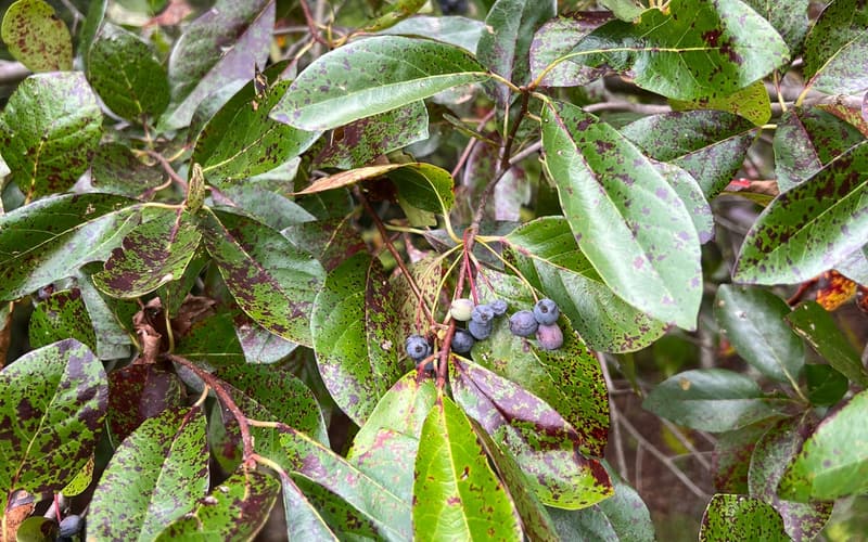Black gum (Nyssa sylvatica) in late September, a cluster of blue-black fruit on red stalks among glossy leaves spotted purple