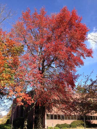 Black gum (Nyssa sylvatica) in scarlet fall color against a blue sky