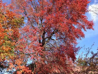 Black gum (Nyssa sylvatica) in scarlet fall color against a blue sky