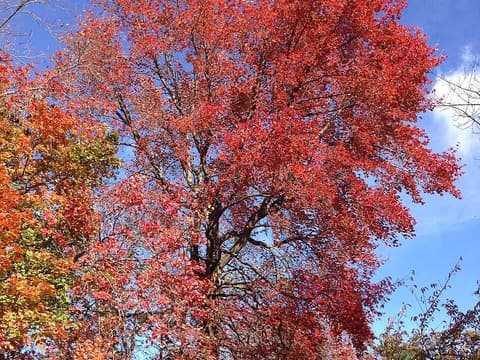 Black gum (Nyssa sylvatica) in scarlet fall color against a blue sky