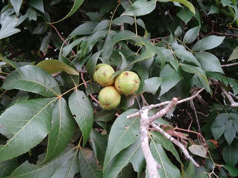 Black hickory (Carya texana) cluster of three green husked nuts among the leaves in summer