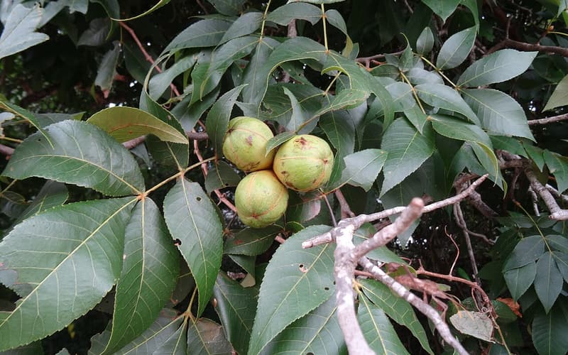 Black hickory (Carya texana) cluster of three green husked nuts among the leaves in summer