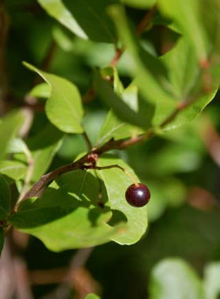 Black huckleberry (Gaylussacia baccata) single dark berry among glossy leaves