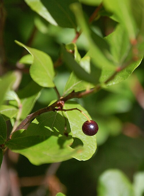 Black Huckleberry (Gaylussacia baccata)