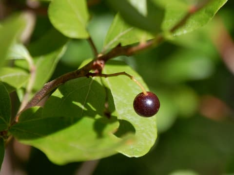 Black huckleberry (Gaylussacia baccata) single dark berry among glossy leaves