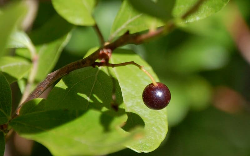 Black huckleberry (Gaylussacia baccata) single dark berry among glossy leaves