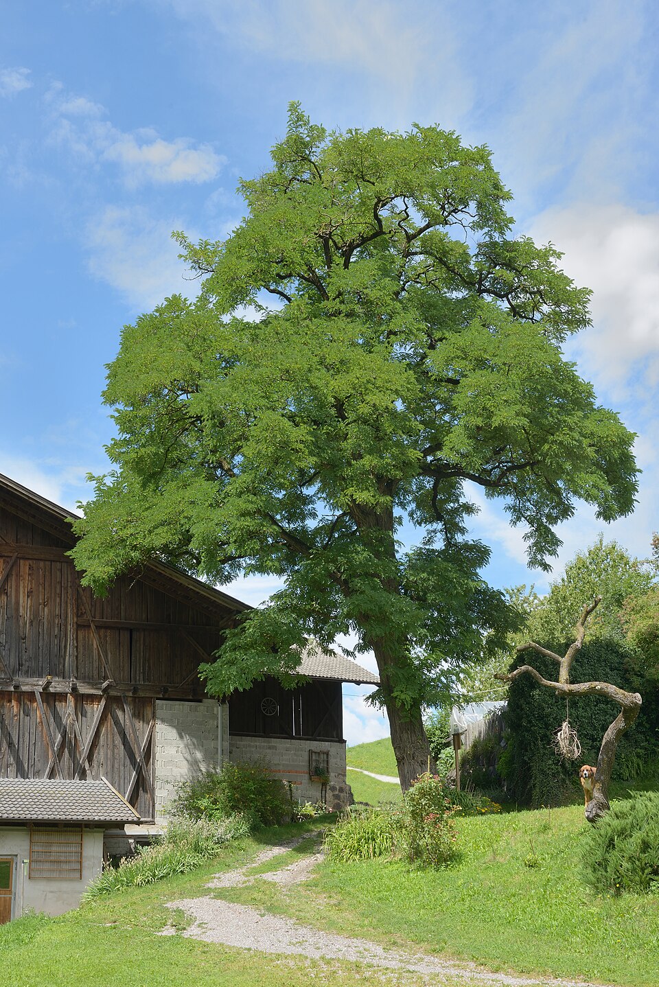 Black Locust (Robinia pseudoacacia)