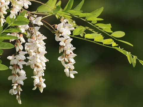 Black locust (Robinia pseudoacacia) hanging clusters of white pea flowers among its pinnate leaves