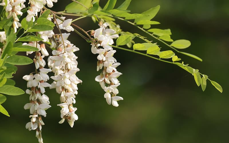 Black locust (Robinia pseudoacacia) hanging clusters of white pea flowers among its pinnate leaves