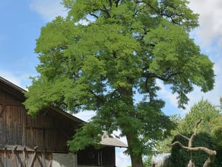 Mature black locust (Robinia pseudoacacia) in full leaf beside a wooden barn