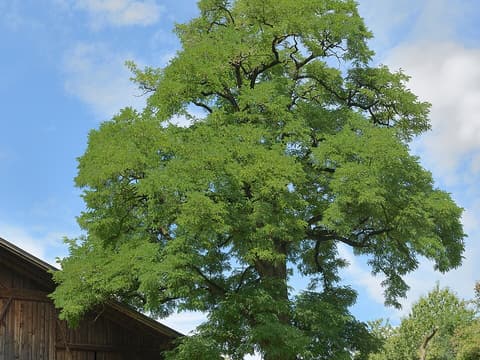 Mature black locust (Robinia pseudoacacia) in full leaf beside a wooden barn
