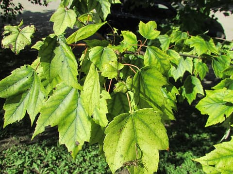 Black maple (Acer nigrum) drooping three-lobed leaves on a sunlit branch in summer