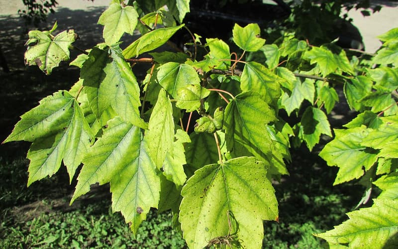 Black maple (Acer nigrum) drooping three-lobed leaves on a sunlit branch in summer