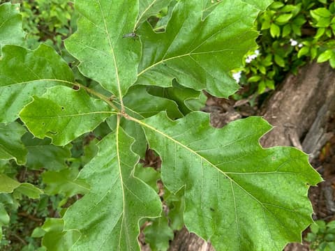 Black Oak