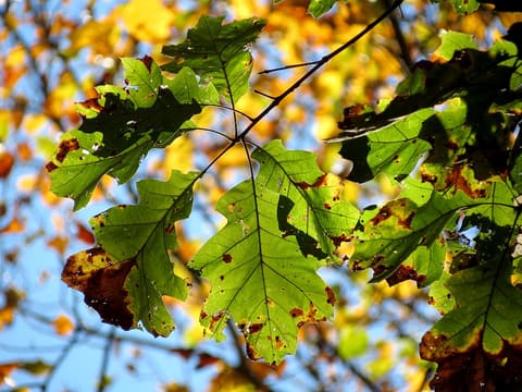 Black oak (Quercus velutina) broad, bristle-tipped leaves backlit against autumn color