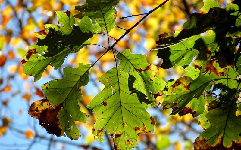 Black oak (Quercus velutina) broad, bristle-tipped leaves backlit against autumn color