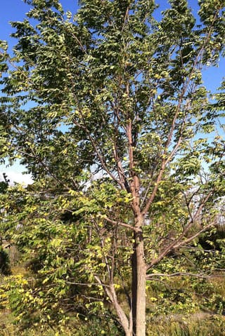 Black walnut (Juglans nigra) crown and compound leaves seen from below