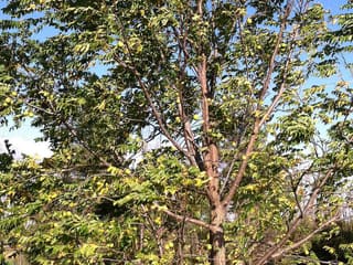 Black walnut (Juglans nigra) crown and compound leaves seen from below