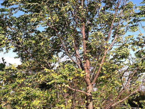 Black walnut (Juglans nigra) crown and compound leaves seen from below