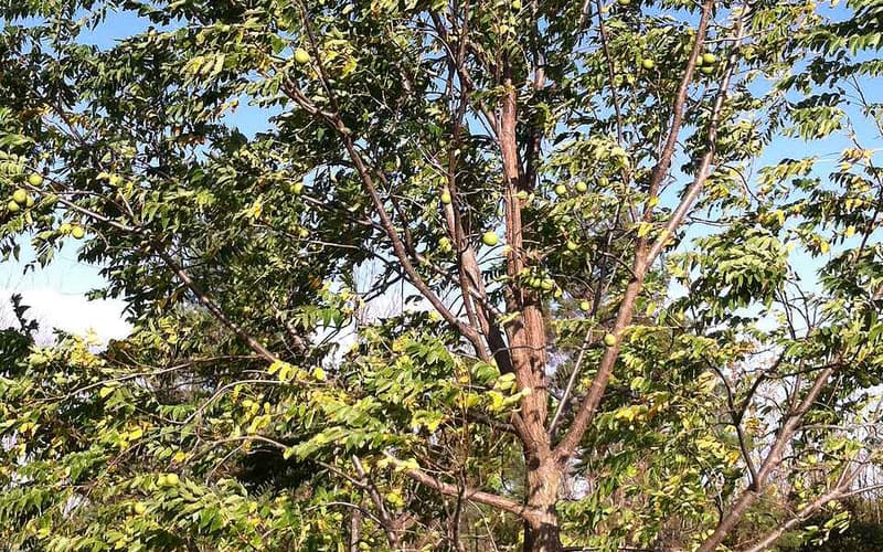 Black walnut (Juglans nigra) crown and compound leaves seen from below
