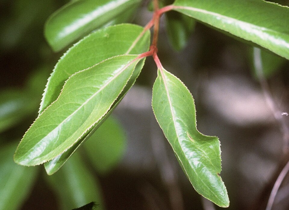 Blackhaw Viburnum (Viburnum prunifolium)