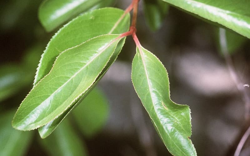 Blackhaw (Viburnum prunifolium) leaves, finely toothed with red stalks