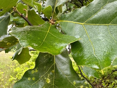 Blackjack Oak