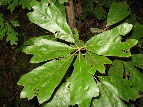 Blackjack oak (Quercus marilandica) rosette of broad, glossy leaves with shallow lobes at the tip