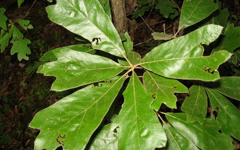 Blackjack oak (Quercus marilandica) rosette of broad, glossy leaves with shallow lobes at the tip