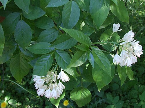Bladdernut (Staphylea trifolia)
