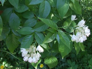 Bladdernut (Staphylea trifolia) white bell-shaped flowers hanging among three-parted leaves