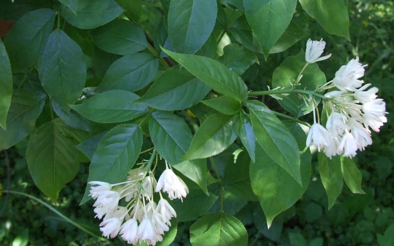Bladdernut (Staphylea trifolia) white bell-shaped flowers hanging among three-parted leaves