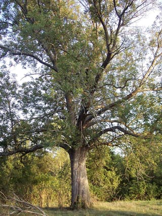 Old blue ash (Fraxinus quadrangulata) with a spreading crown in a park